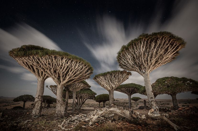 Dragon Blood Trees in a long exposure night photo. These trees grow only in the high plateaus of Socotra Island.