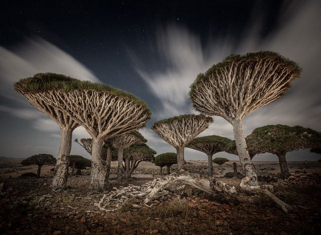 Dragon Blood Trees in a long exposure night photo. These trees grow only in the high plateaus of Socotra Island.