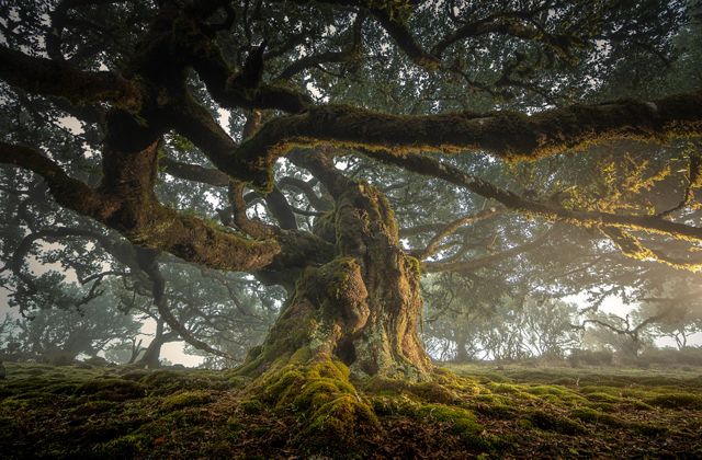 An old tree of Madeira Island light painted in a foggy evening. This forest grows in a high part of the island and has some amazing mossy trees.