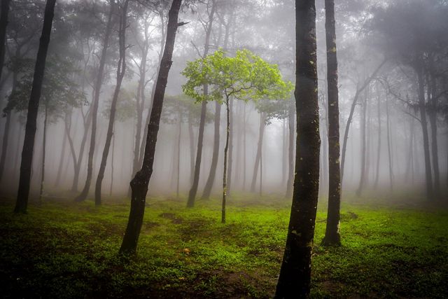 Deep in Ba Vi National Park in Vietnam sits a beautiful, yet spooky, forest.