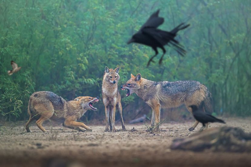 Two jackals bare their teeth at each other as a third watches and multiple black birds are seen flying or landing nearby.