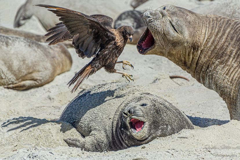 Scene where a specimen of Elephant Seal defends her calf from the stalking of a striated caracara in the Falkland Islands.