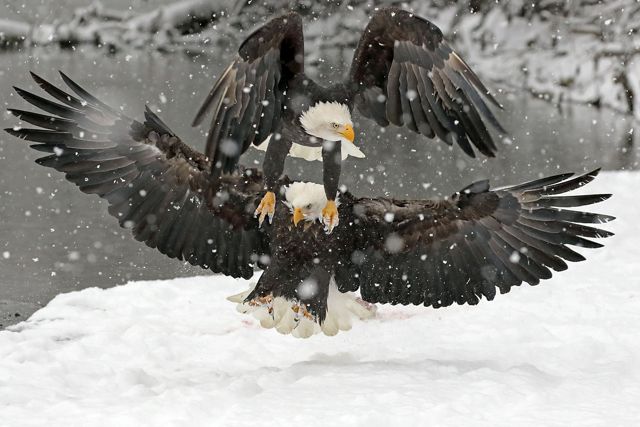 The eagles were fighting for a piece of salmon. The eagle on top flew on top of the second eagle to try and get the salmon. Photographed at the Eagle Fest at Haines, AK.