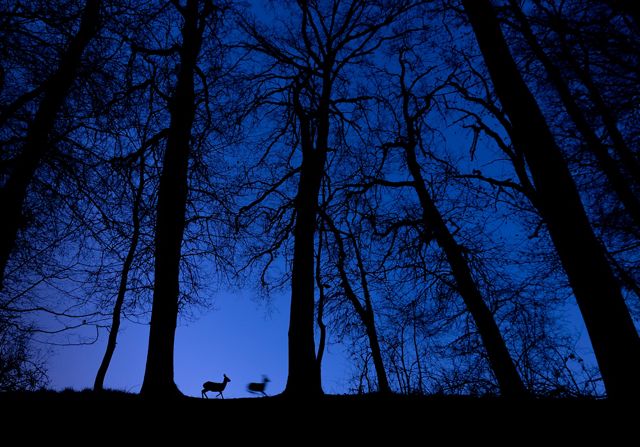 Against a deep blue sky, 2 silhouetted deer move through a forest, with black silhouettes of trees stretching high up through the image.