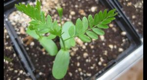Delicate green leaves stretch up from a seedling being grown in a small planter.