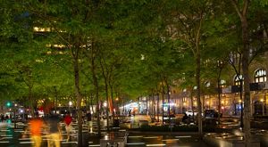 A grove of urban trees provide a canopy to a city plaza surrounded by tall buildings and cars.