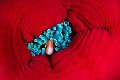 An anemonefish shelters in the tentacles of a closed up reef anemone.