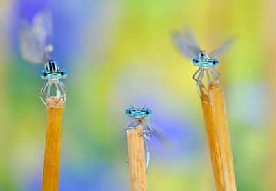 Three damselflies after a storm in Italy.