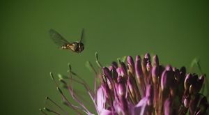 A hoverfly inspects a rocky mountain bee plant.