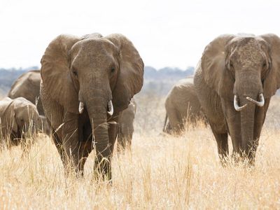 Group of elephants walking through a field