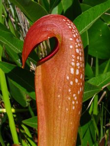 A brightly colored close-up of a pitcher plant
