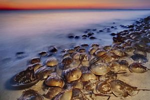 A large group of horseshoe crabs piled on top of each other all along the shore of a beach.