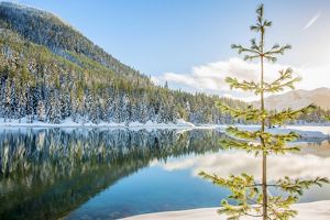 Bosque Siempreverde reflejado en estanque.