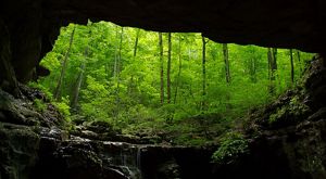 A view of a forest from inside of a cave.