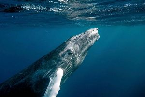 A humpback whale surfacing at the top of a body of water. 