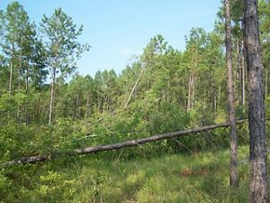 Trees knocked over in a forest after a storm.