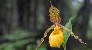 Closeup of a yellow lady slipper plant.