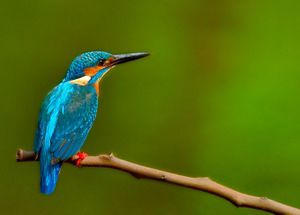 A kingfisher bird looks to the right.
