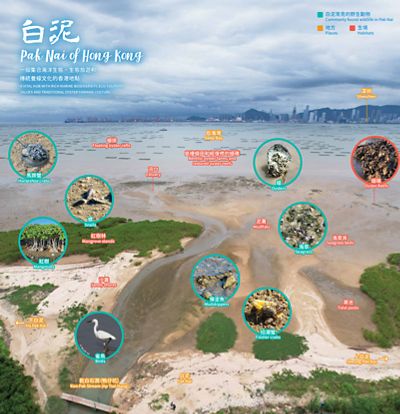 白泥常見的生境和野生生物 