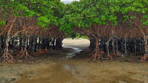 A stand of mangroves with a small stream running through them.