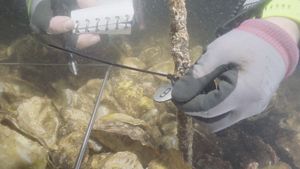 TNC持續監測人工蠔礁的生長狀況及其對生物多樣性的影響。