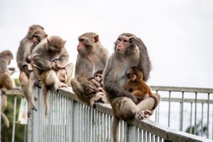 A group of wild monkeys are holding their babies while sitting on a railing.
