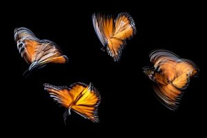 a long exposure shot of four monarch butterflies blurred against a black background