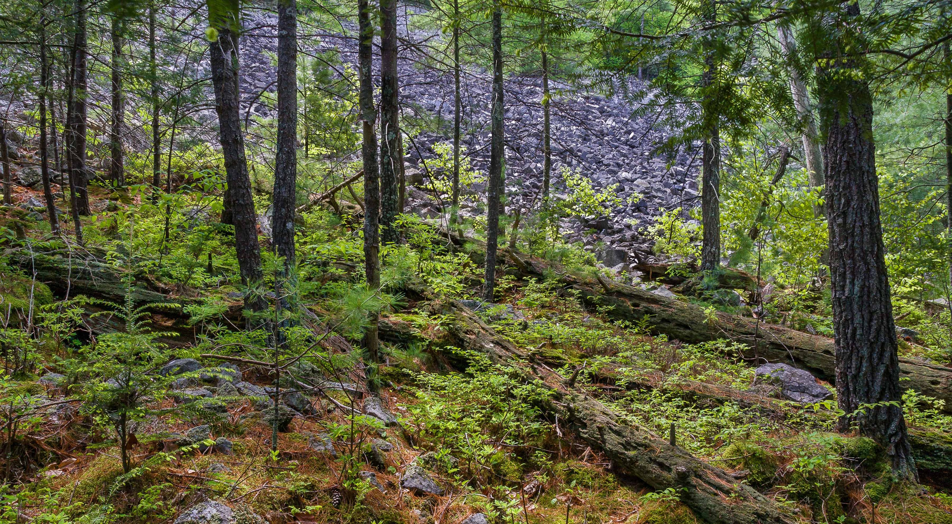 View of a large rockslide area in the midst of a densely wooded forest.