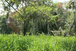 Área de sistema consorciado de produção agrícola.