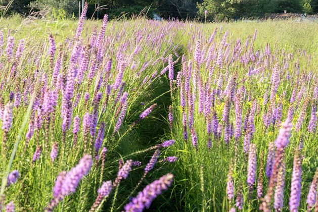 Purple wildflowers in a field.