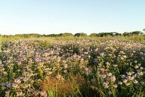 Wildflowers in a prairie.