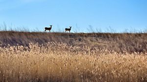 Two deer stand on a grassy hill. They stand out against a blue sky. 
