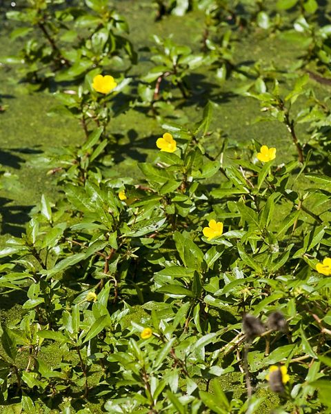 A closeup of creeping water-primrose.