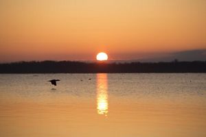The setting sun reflects on a body of water as a bird flies over the water's surface under an orange sky.