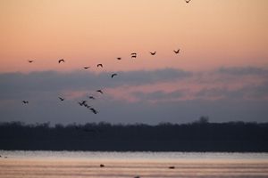 A flock of birds fly over water under a pastel pink sky at sunset.
