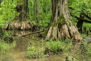 Two thick tree bases sit in shallow water surrounded by greenery.