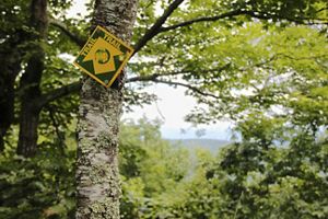 A yellow and green trail blaze marker nailed to a tree sapling points the way on a public trail on Warm Springs Mountain.