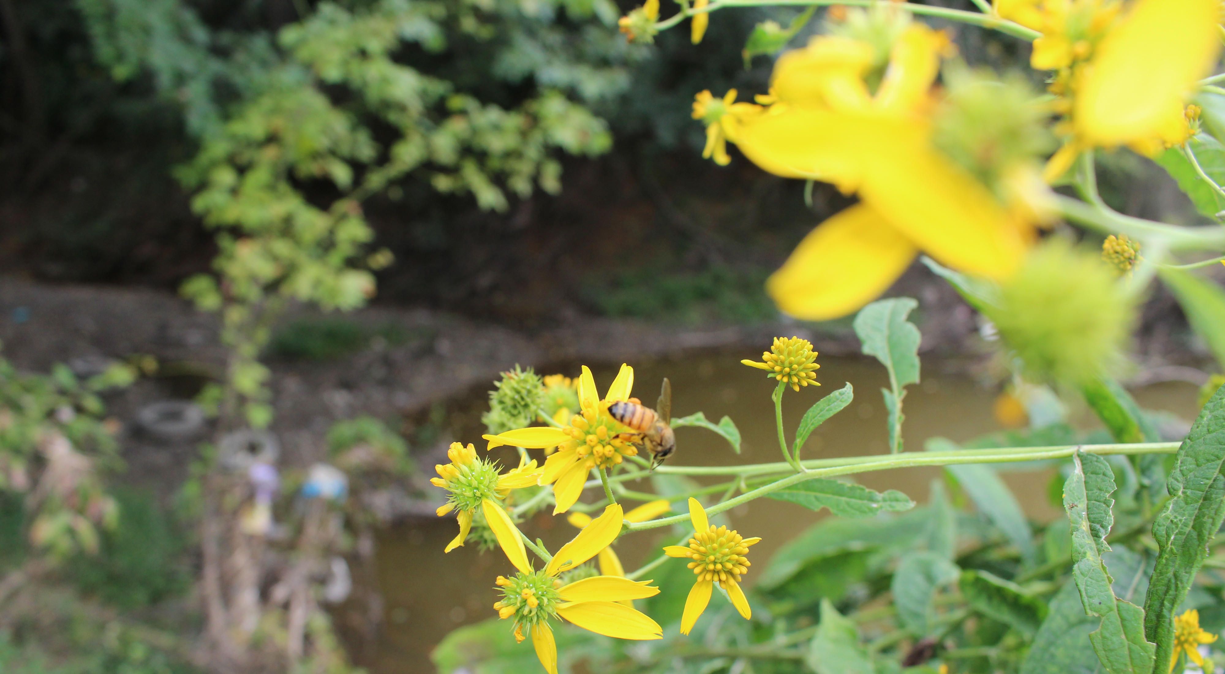 A bee rests on a yellow flower in bloom. 