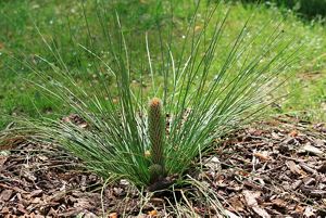 Grounds eye view of a longleaf seedling with long needles that resemble grass.