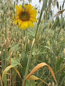 Intercropping