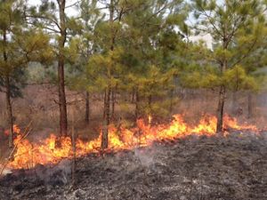 A line of fire burns along the ground at the base of a row of longleaf pine seedlings, leaving a dark patch of bare ground in the foreground.