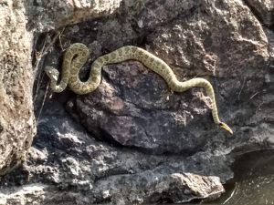 A snake is laying on a rock in the sun.