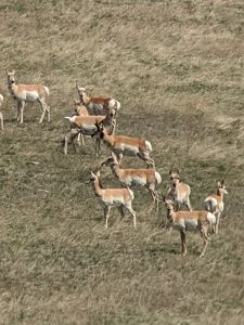 A group of pronghorn are standing on a grass hill.