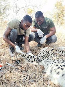 Two people wearing white gloves kneel down to examine a cheetah.
