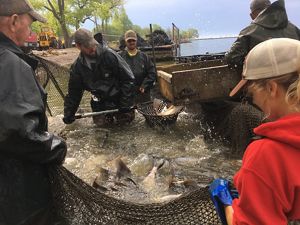 Group of people reeling in fish. 