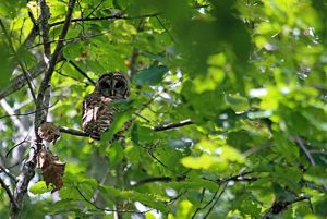 A gray and white owl perches on a branch, peering out from behind thick green foliage.