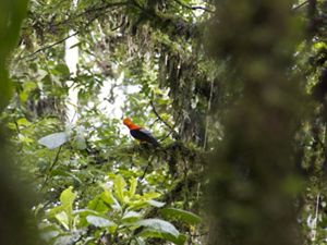 A view of the forest, with a black and orange bird perched on a branch in the background.