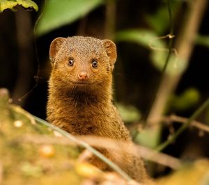 A dwarf mongoose at Loisaba Conservancy, Kenya. 