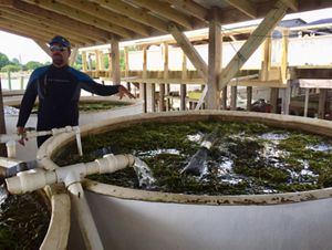 a tank filled with eelgrass shoots