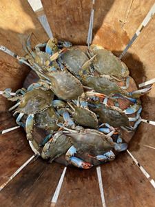 Blue crabs in a basket. 